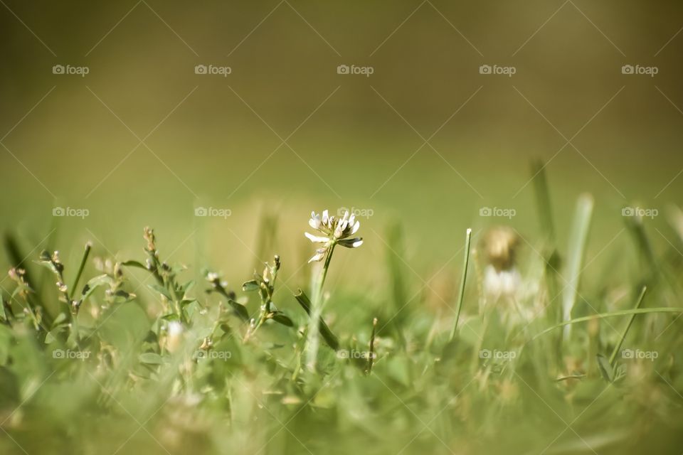 Small wild flower close up in field of grass 