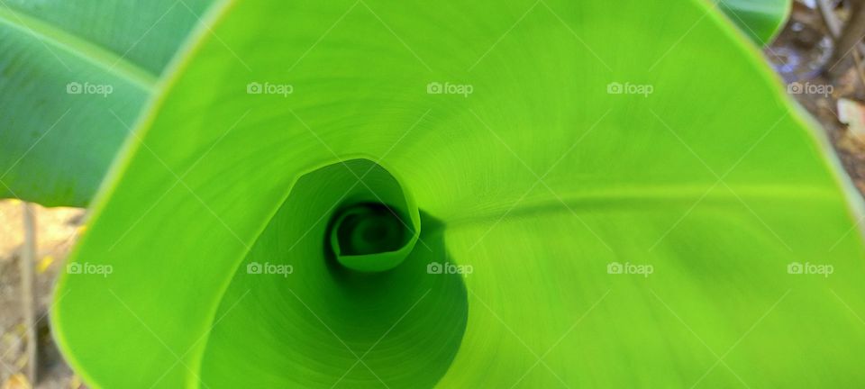 Unfolding flag leaf of banana is spreading green.