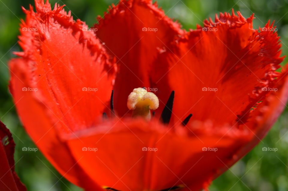 Flower Tulip