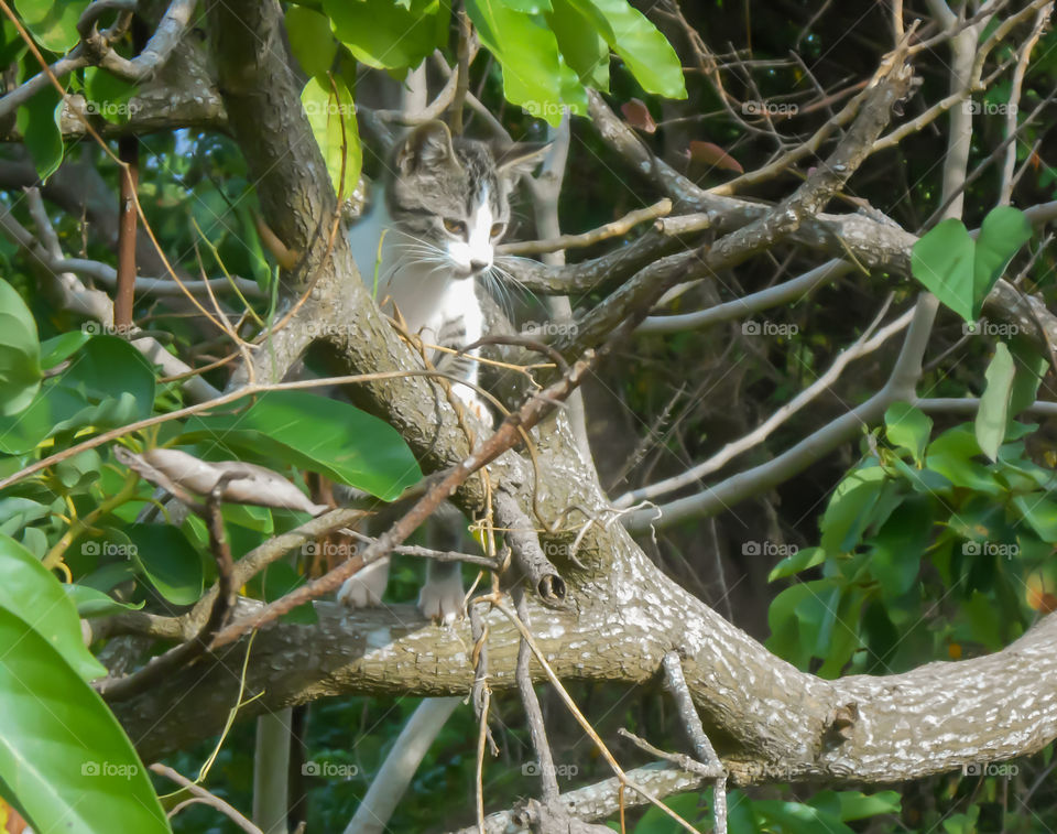 Tree Cat Camouflage