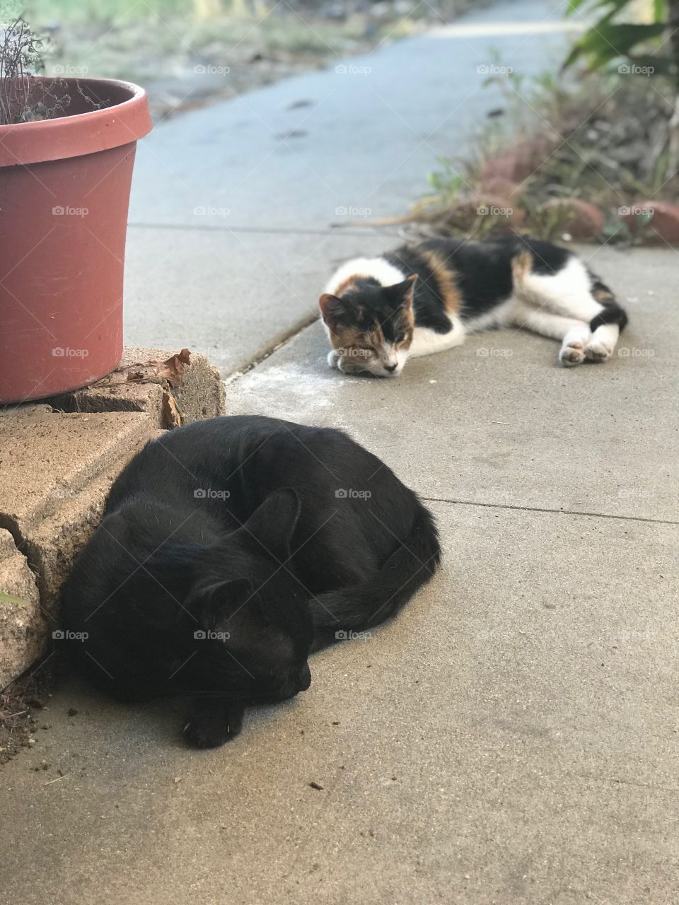 Sleeping Cats