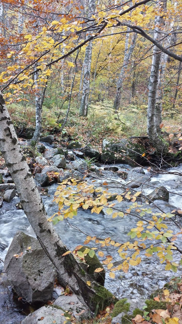 Autumn forest