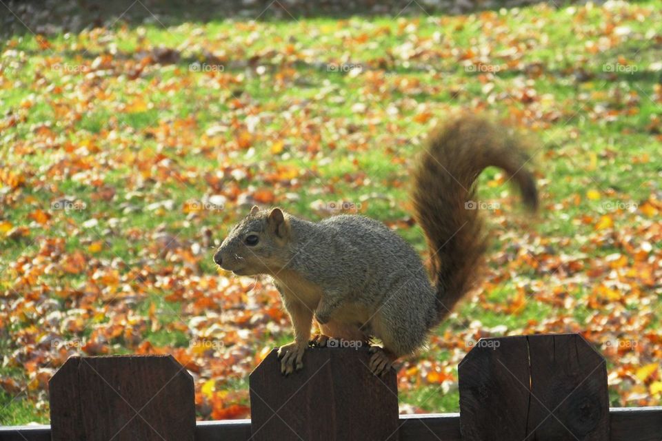 Squirrel