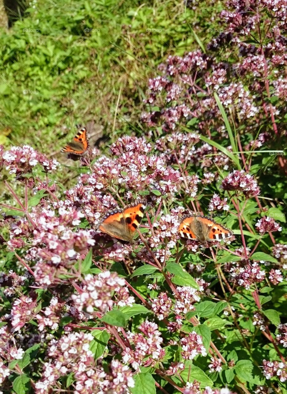 butterflies