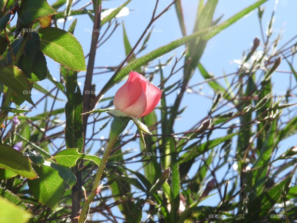 Primavera Luz Rosas Alegria Verde Flores