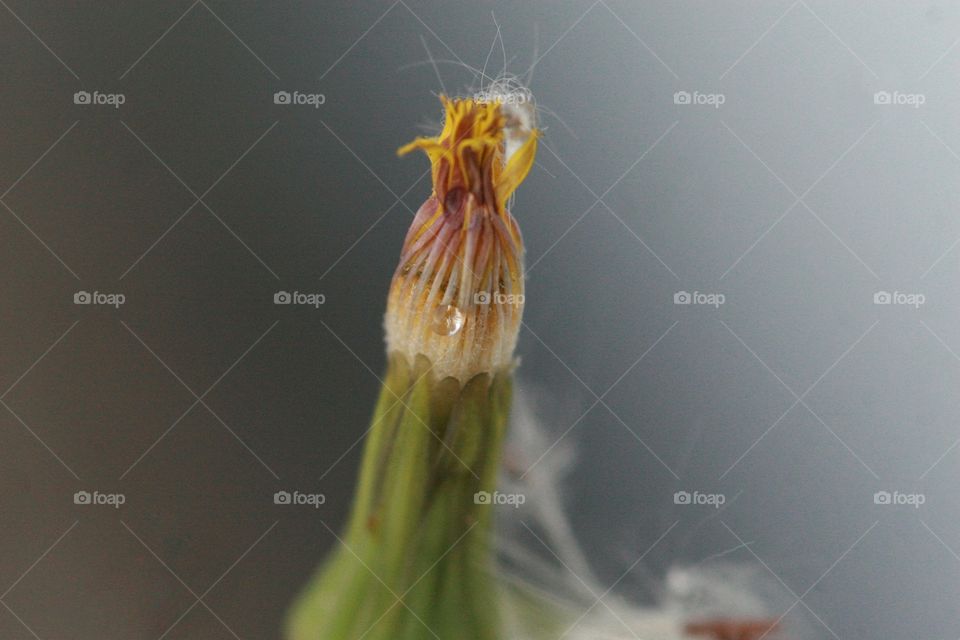 Dandelion about to open