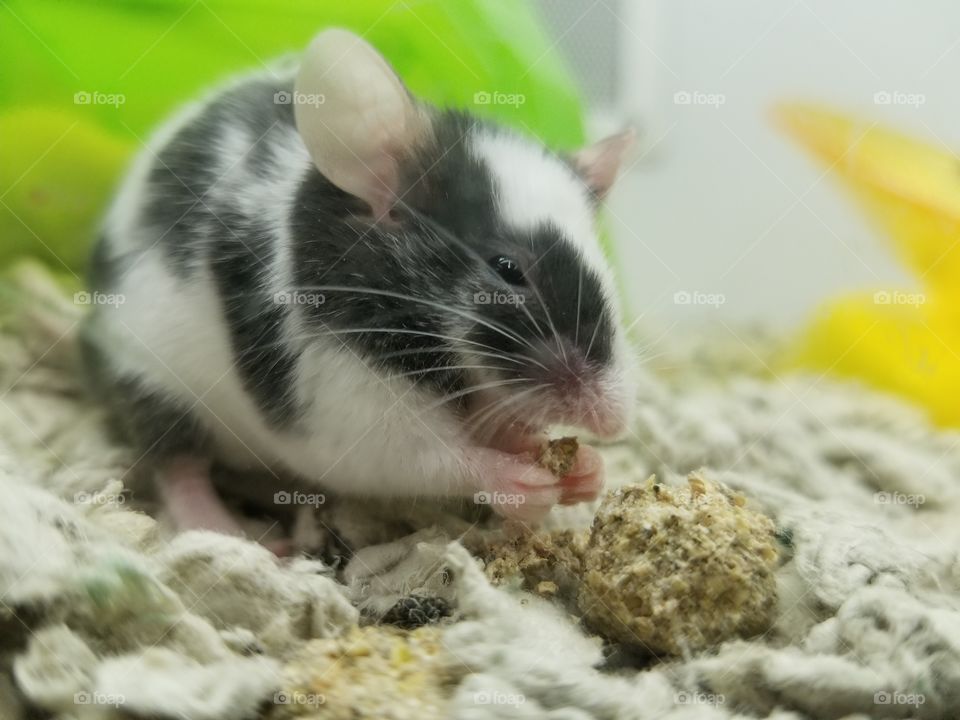 eatting mouse