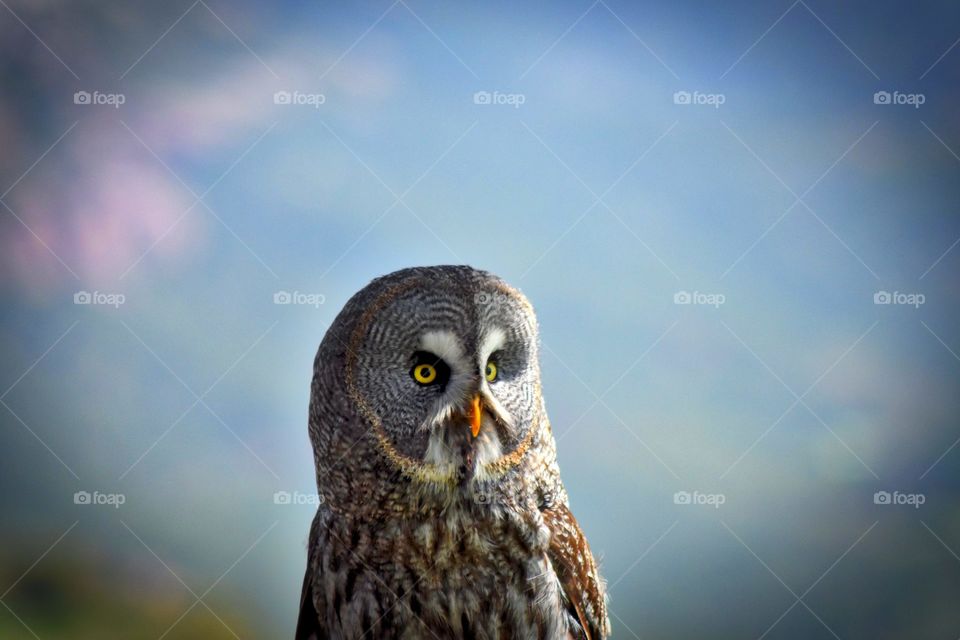 Portrait of a great grey owl