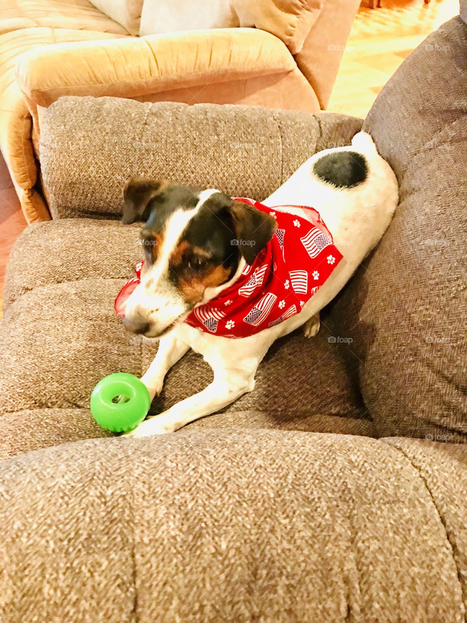 Darling little puppy dog all ready for 4th of July Celebration!! 