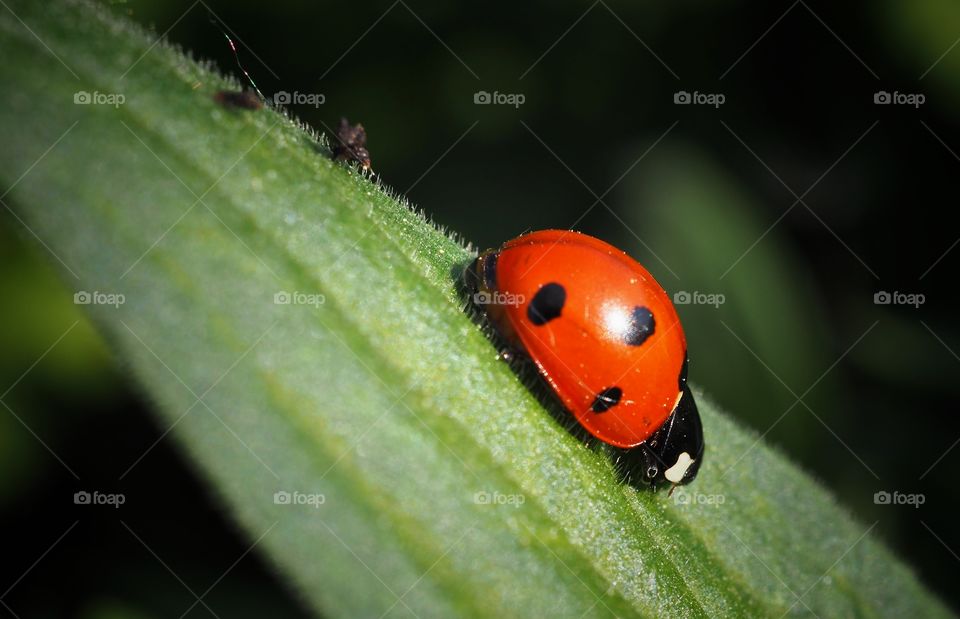 ladybug