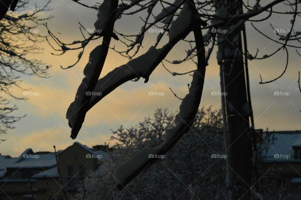 winter tree during sunset