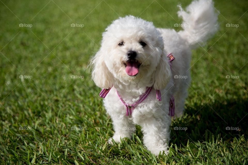 Close-up of terrier dog standing on grass