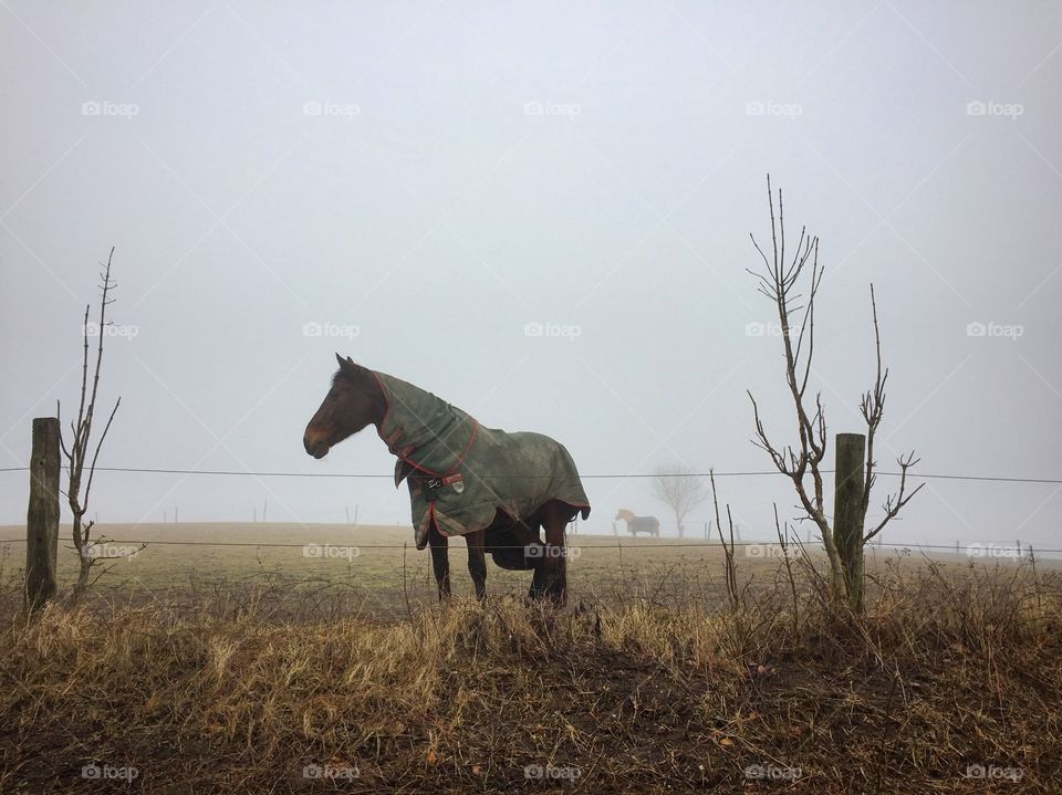 Horse on a misty day
