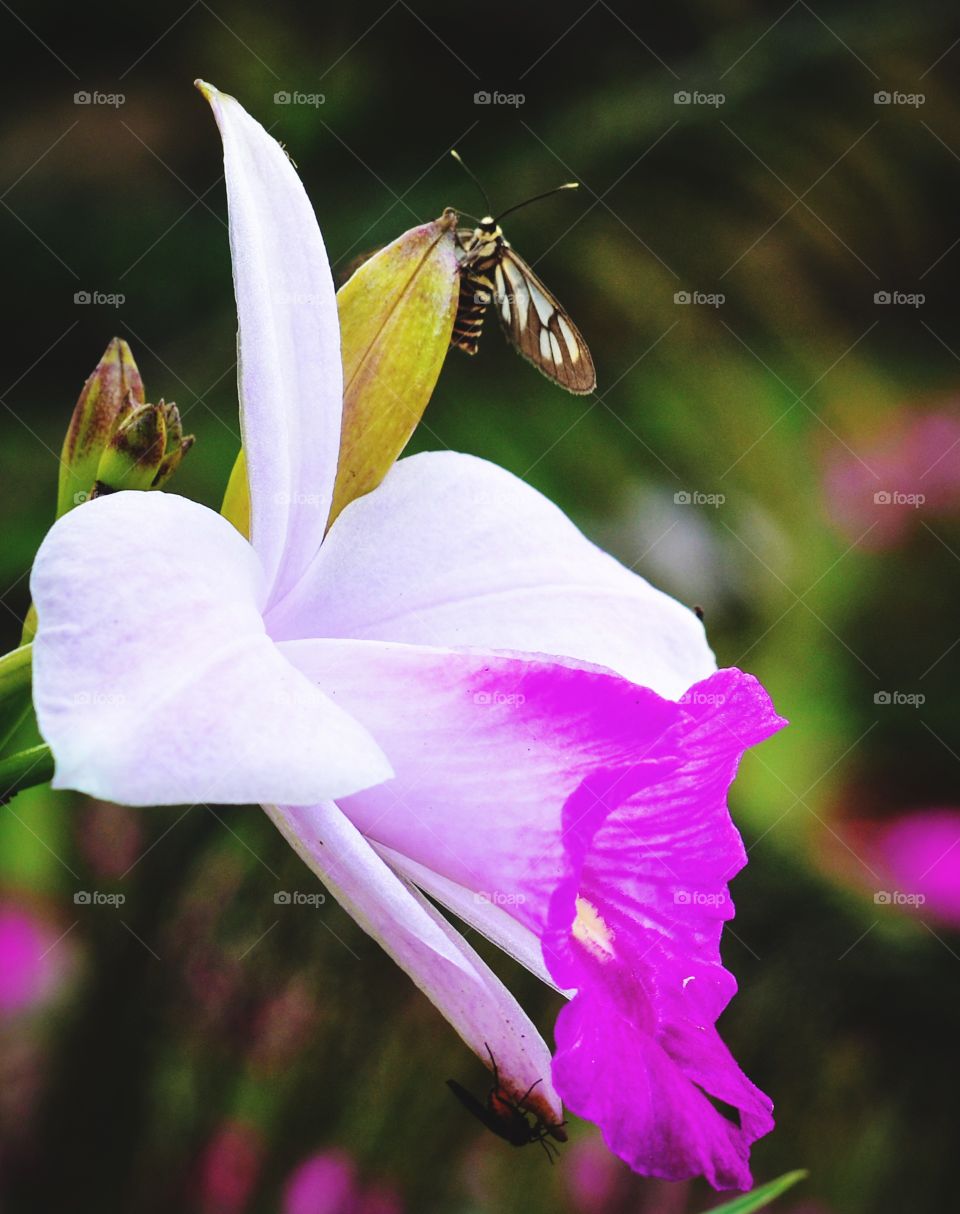 Butterfly and flower