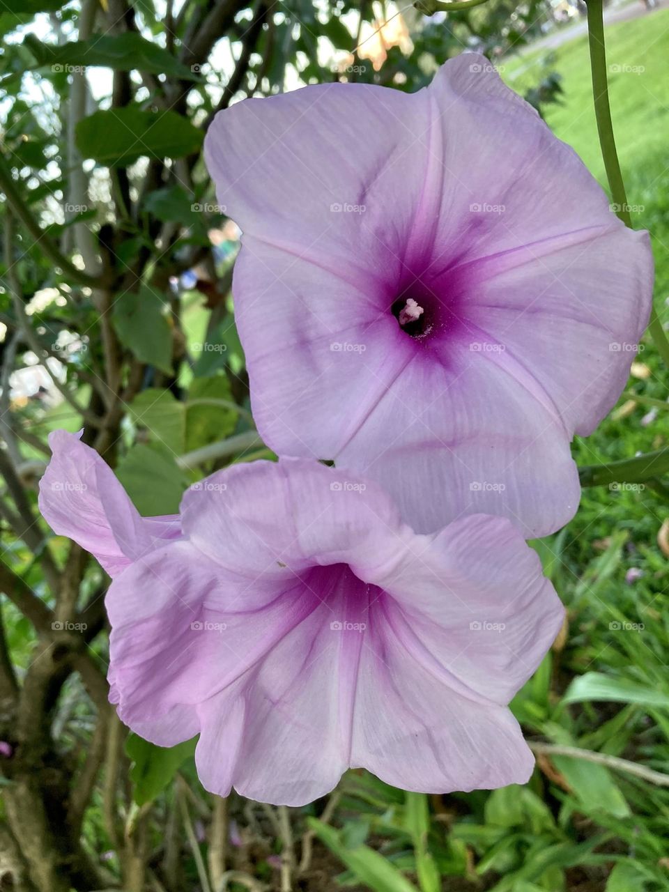 🌹 🇺🇸 Very beautiful flowers to brighten our day.  Live nature and its beauty. Did you like the delicate petals? / 🇧🇷 Flores muito bonitas para alegrar nosso dia. Viva a natureza e sua beleza. Gostaram das pétalas delicadas? 