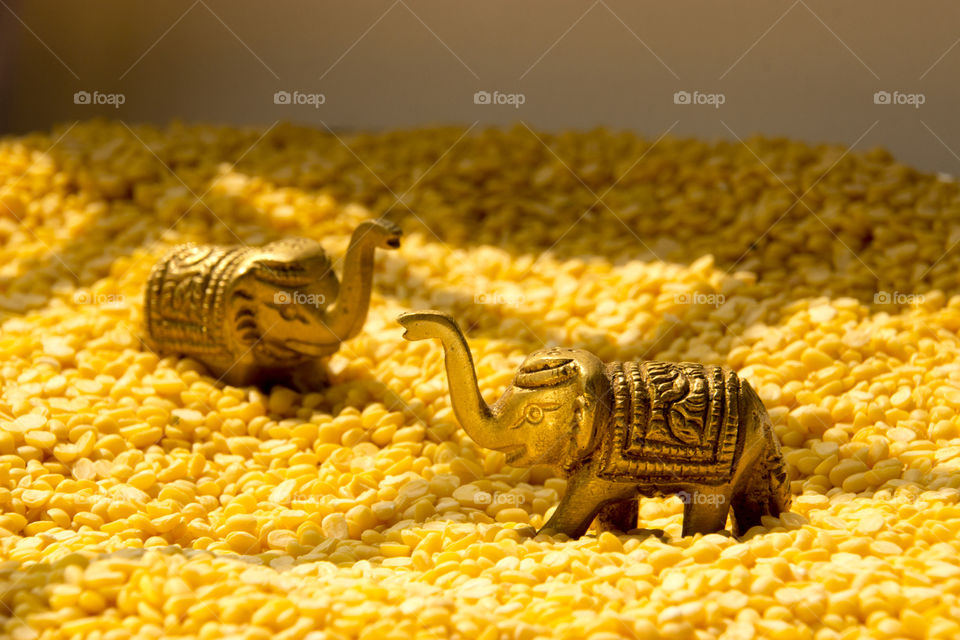 Indian pulses and elephants