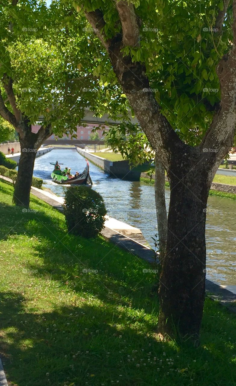 Sailing in a moliceiro at ria de Aveiro