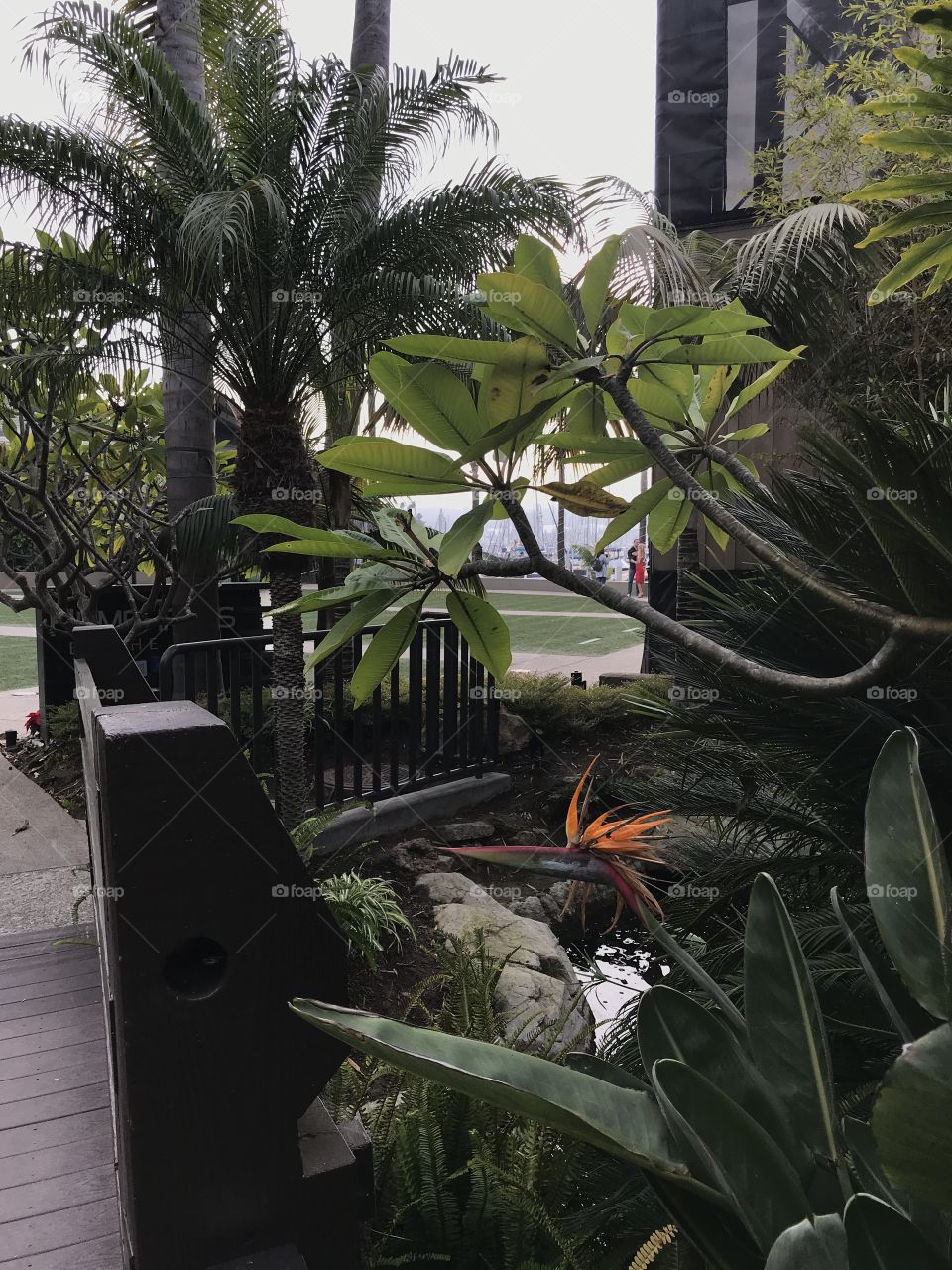 Plumeria and bird of paradise  half moon hotel San Diego California 