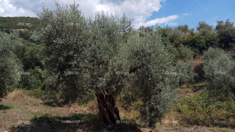 Olive tree. 100 years old