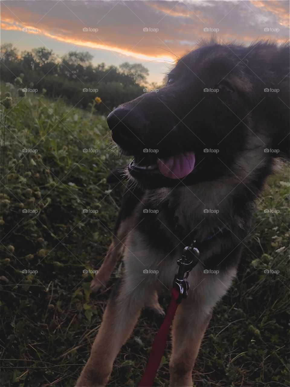 Sunflower Adventures