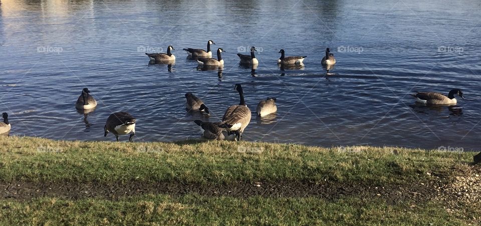 The birds that have there own sense. The one part of nature. Everybody has to love birds especially the pretty ones .🦢