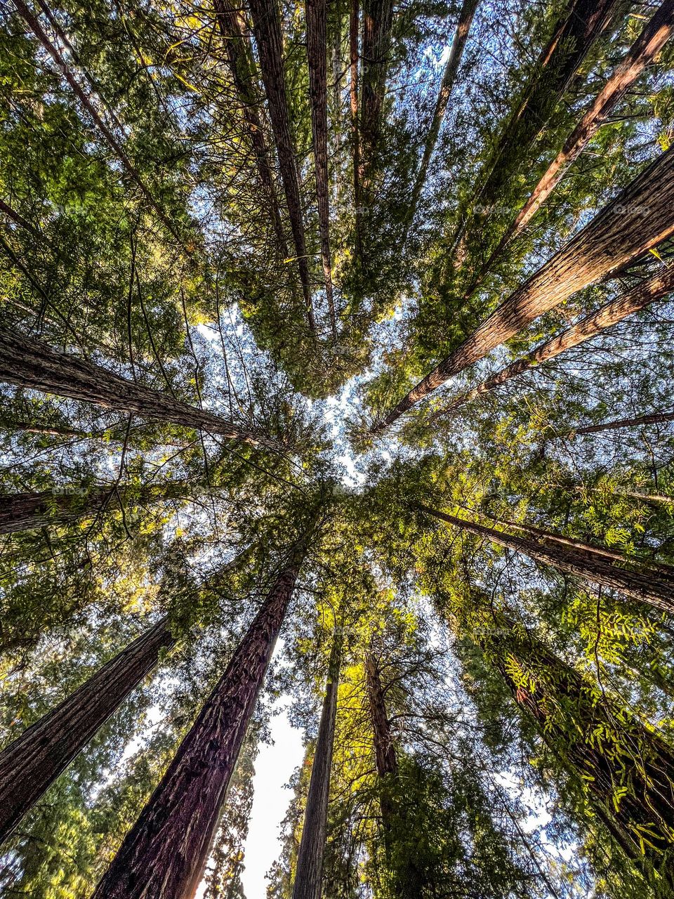 Looking up at Redwoods in northern Cali 