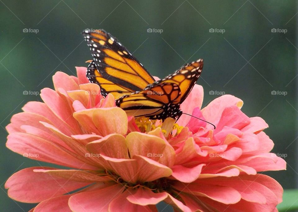 Butterfly. Taken at Brookside Garden, Wheaton, Maryland 