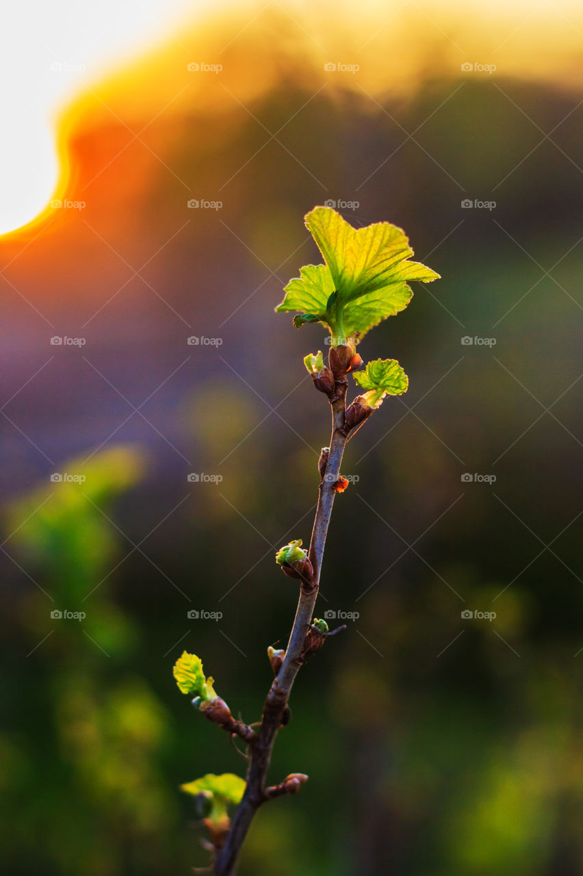 Black currant tree branch