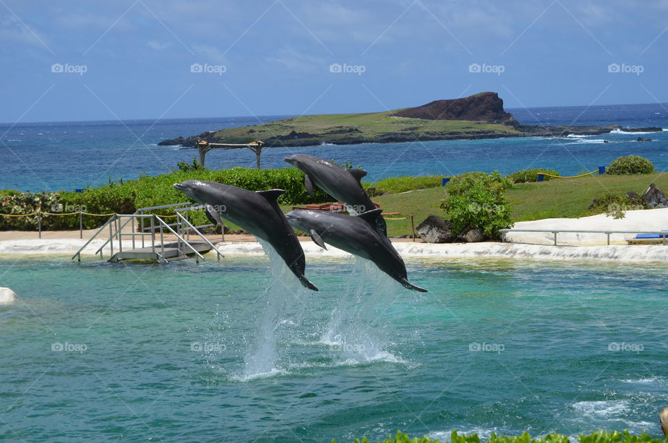 Dolphins In Flight. Dolphin show at Sea Life Park Hawaii. 