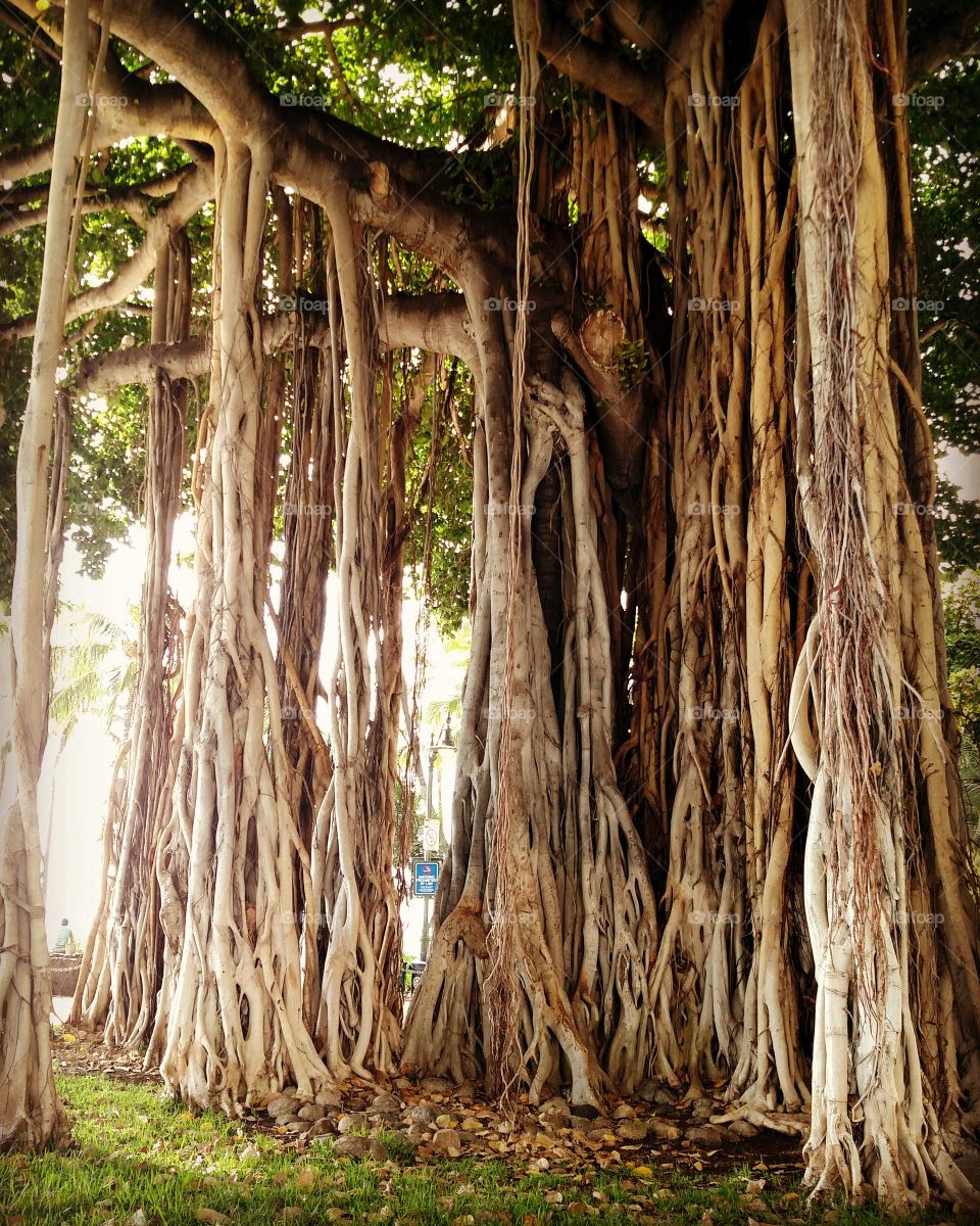 Banyan tree