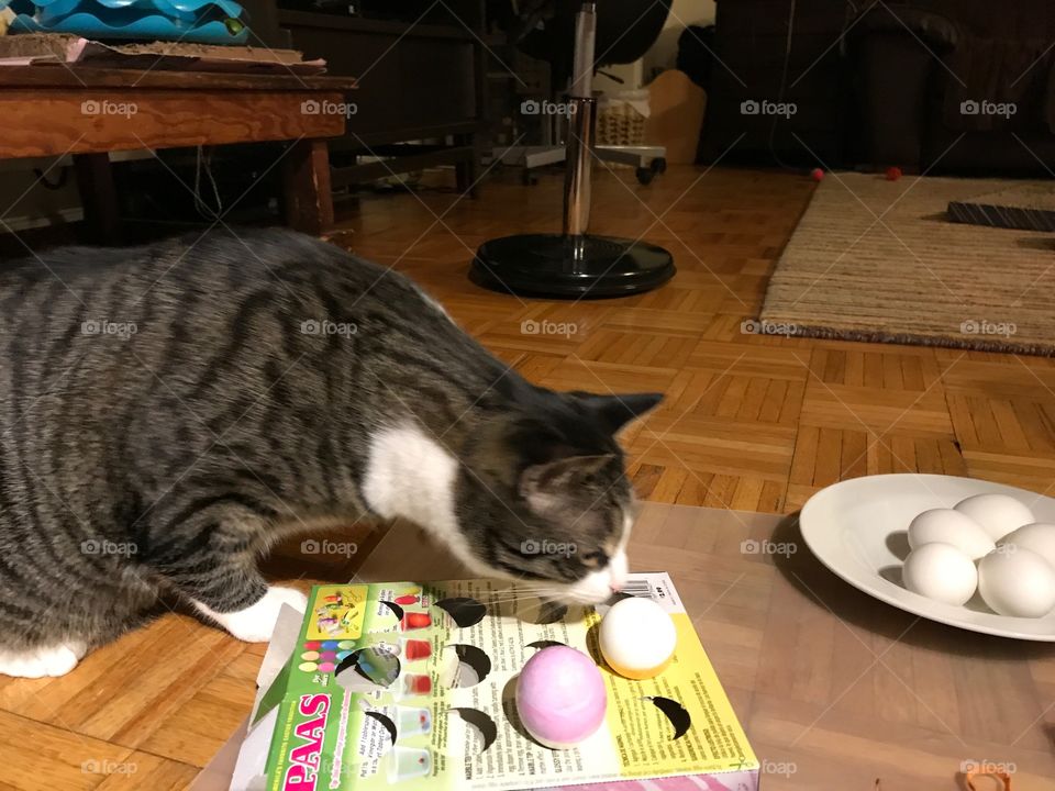 Sniffing Easter eggs 