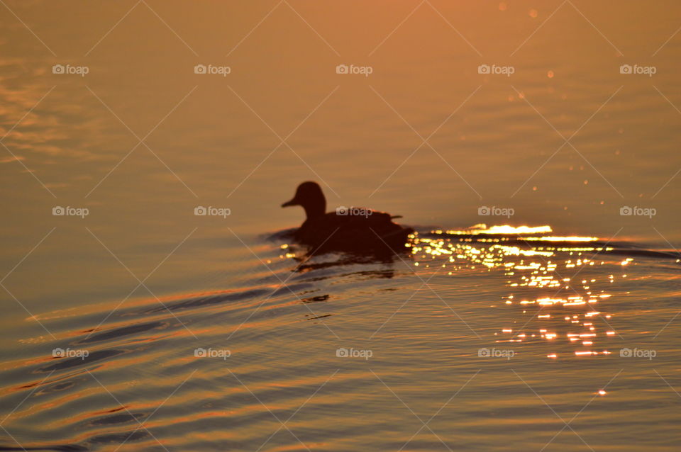 Orange sunset reflecting in the lake