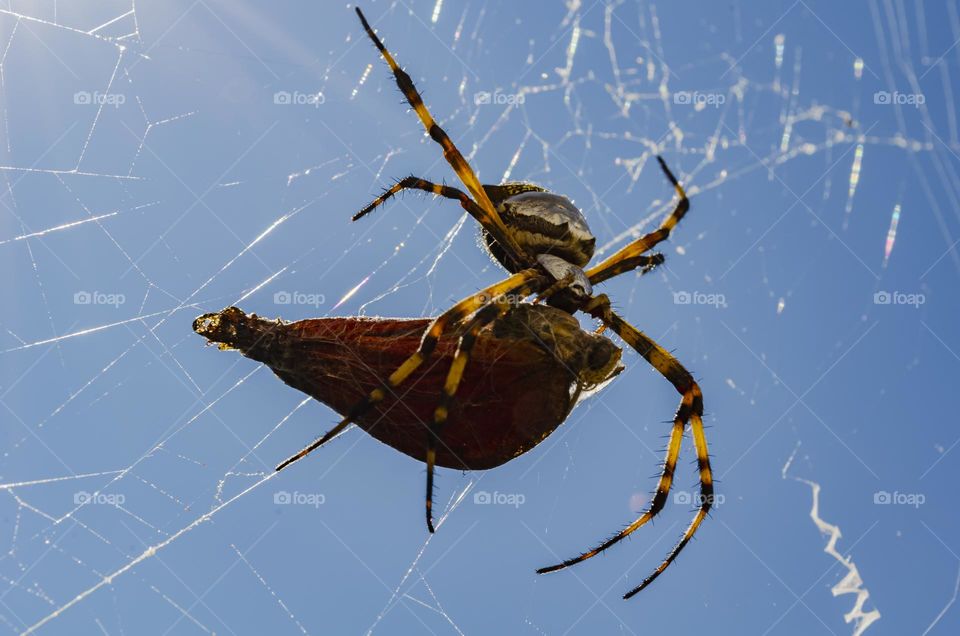 Spider Eating Butterfly