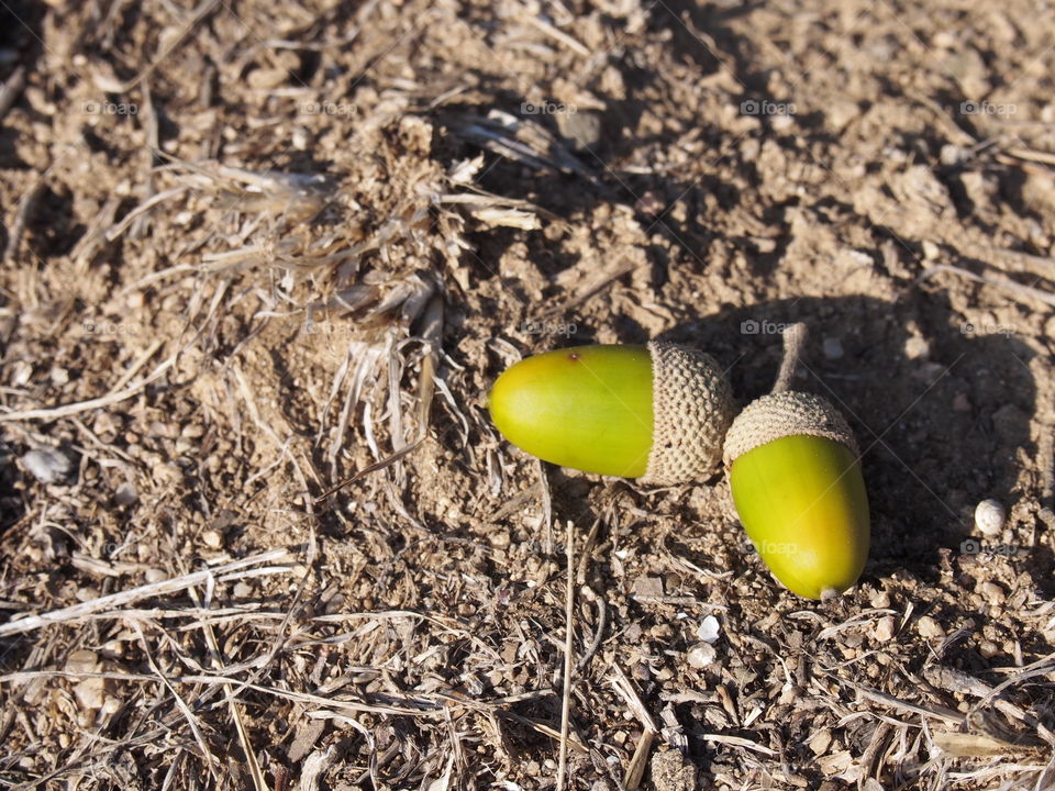 Over head view of green acorns