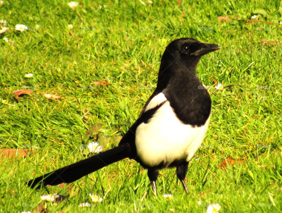 magpie