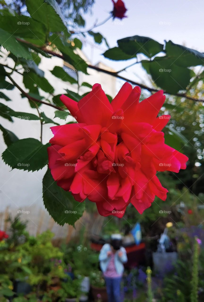 red flower rose