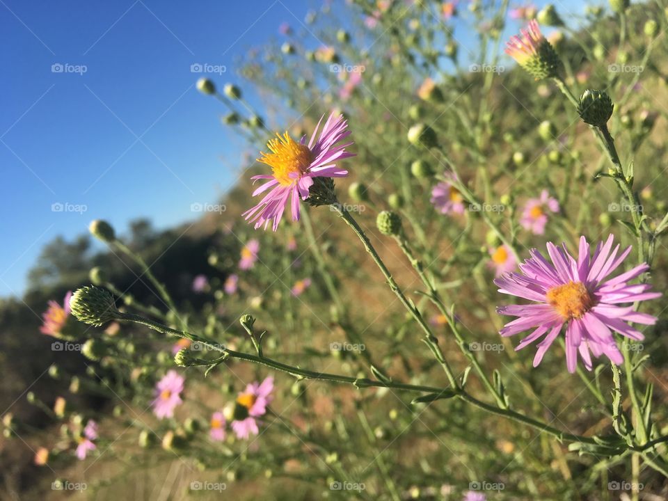 Flower, Nature, Summer, Flora, Field
