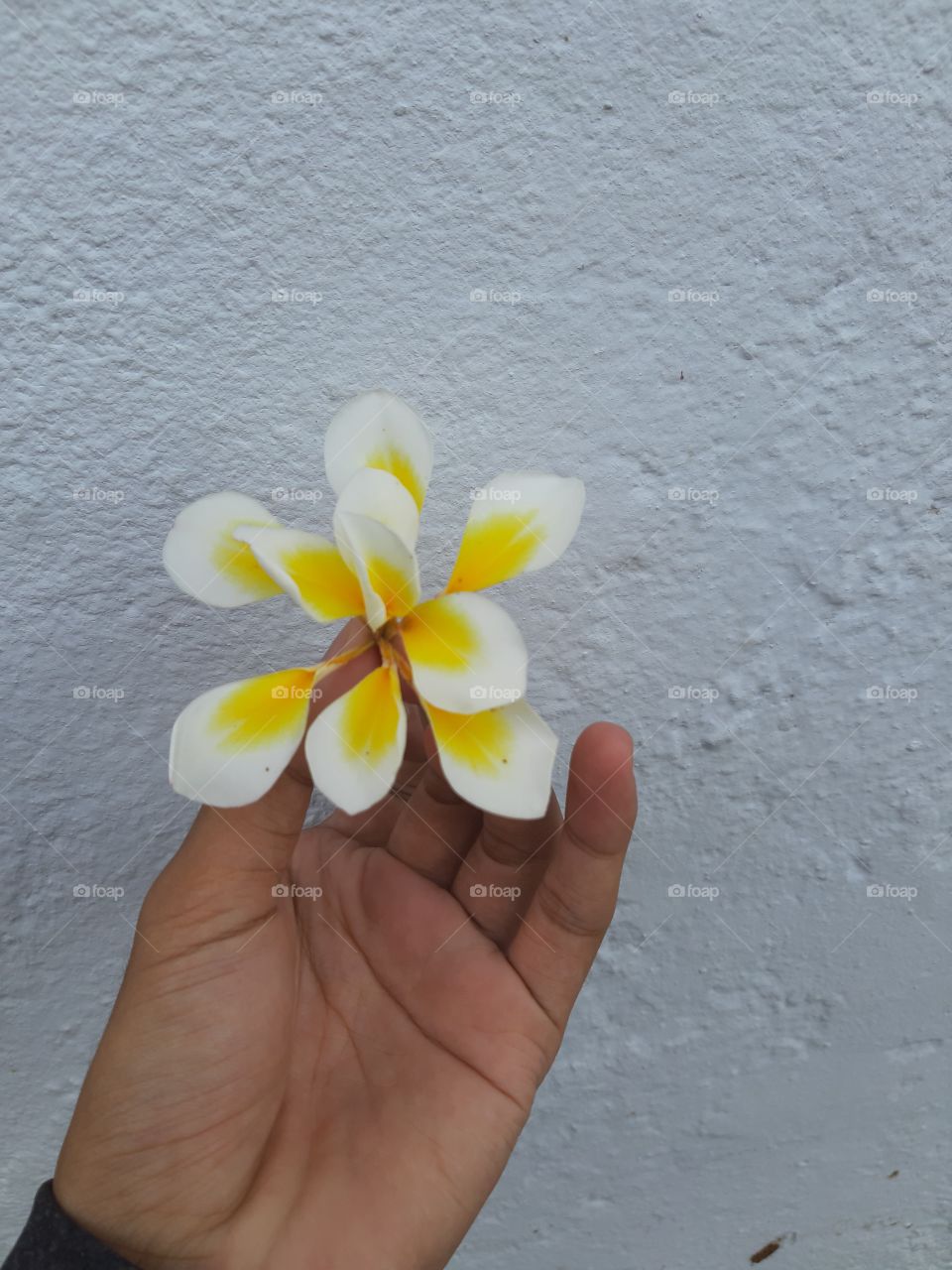A plumeria alba that has 10 petals hold by a hand.