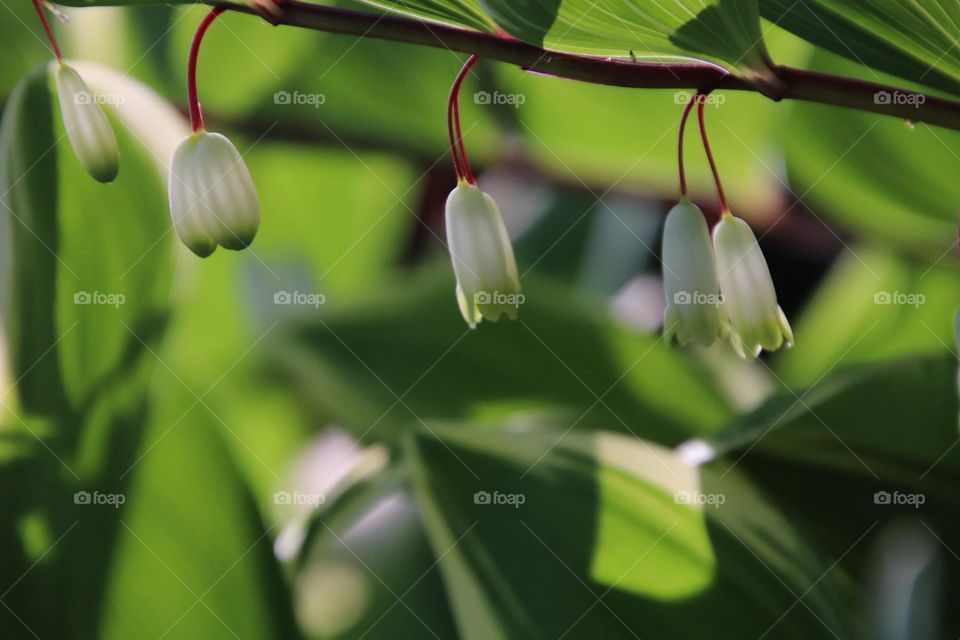 Delicate flowers