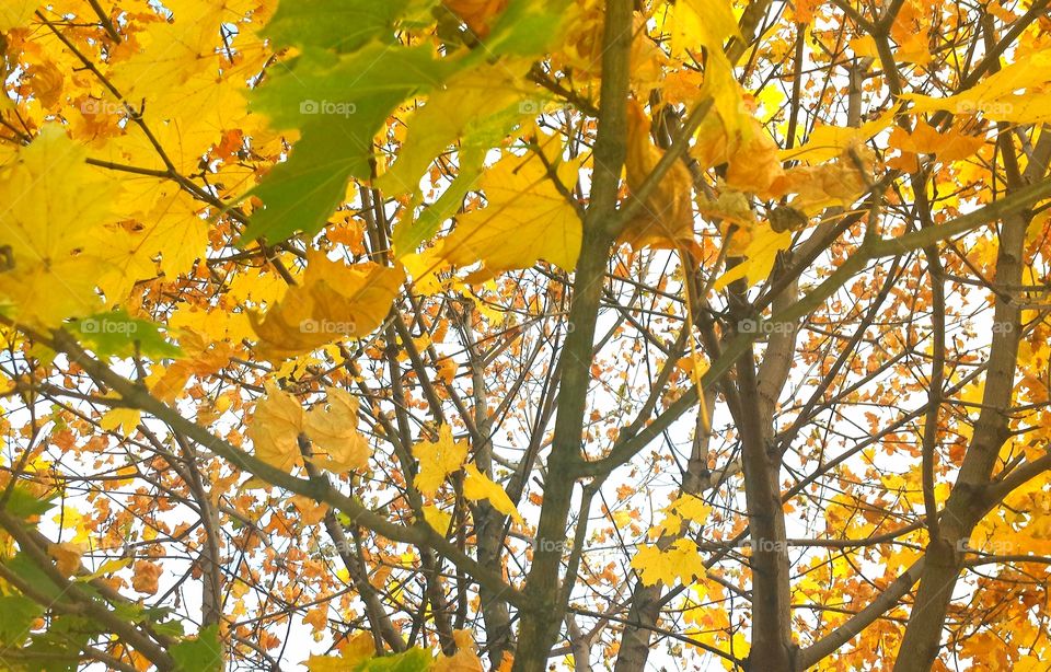 Autumn tree leaves