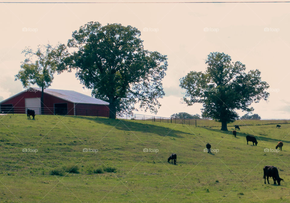 Cows and barn on a cattle farm. 