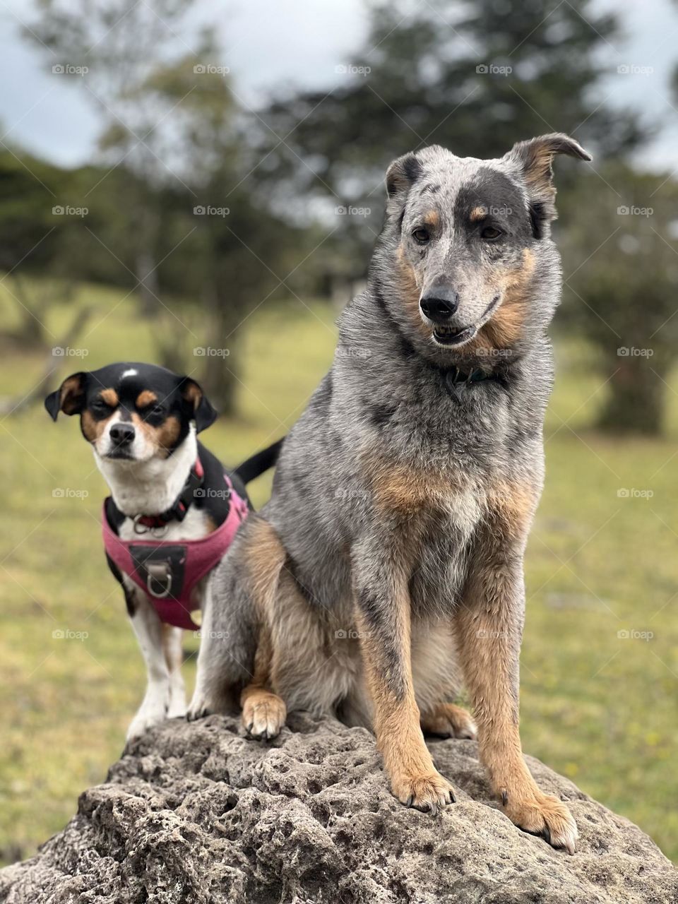 Dos perras felices 