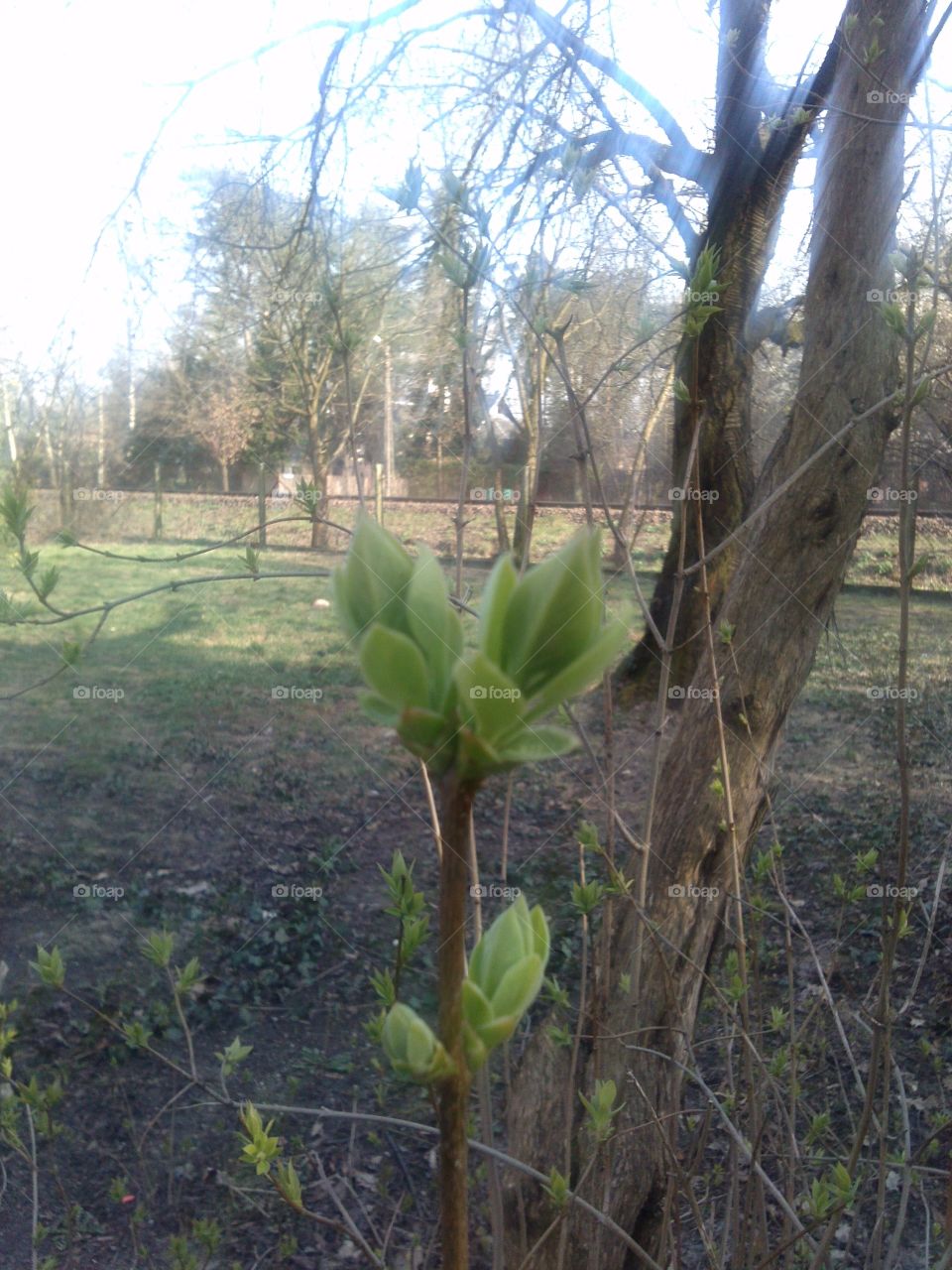 Lilac bush