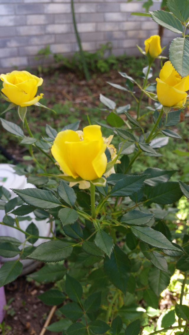 rose