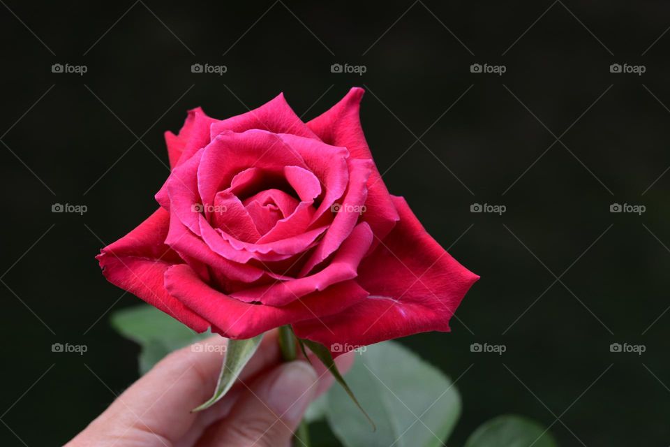 red rose and green leaves beautiful colours