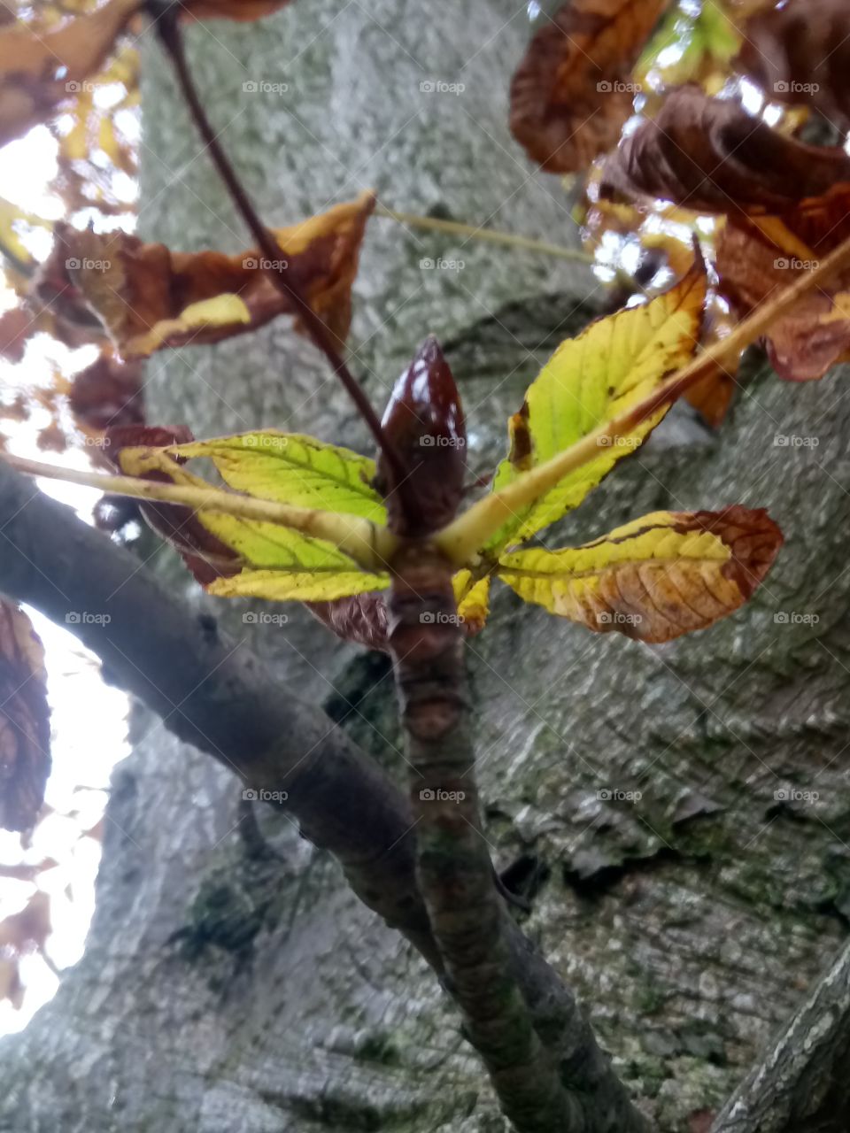Bug leaf