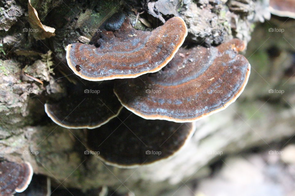 Mushrooms . Hiking Ricketts Glen