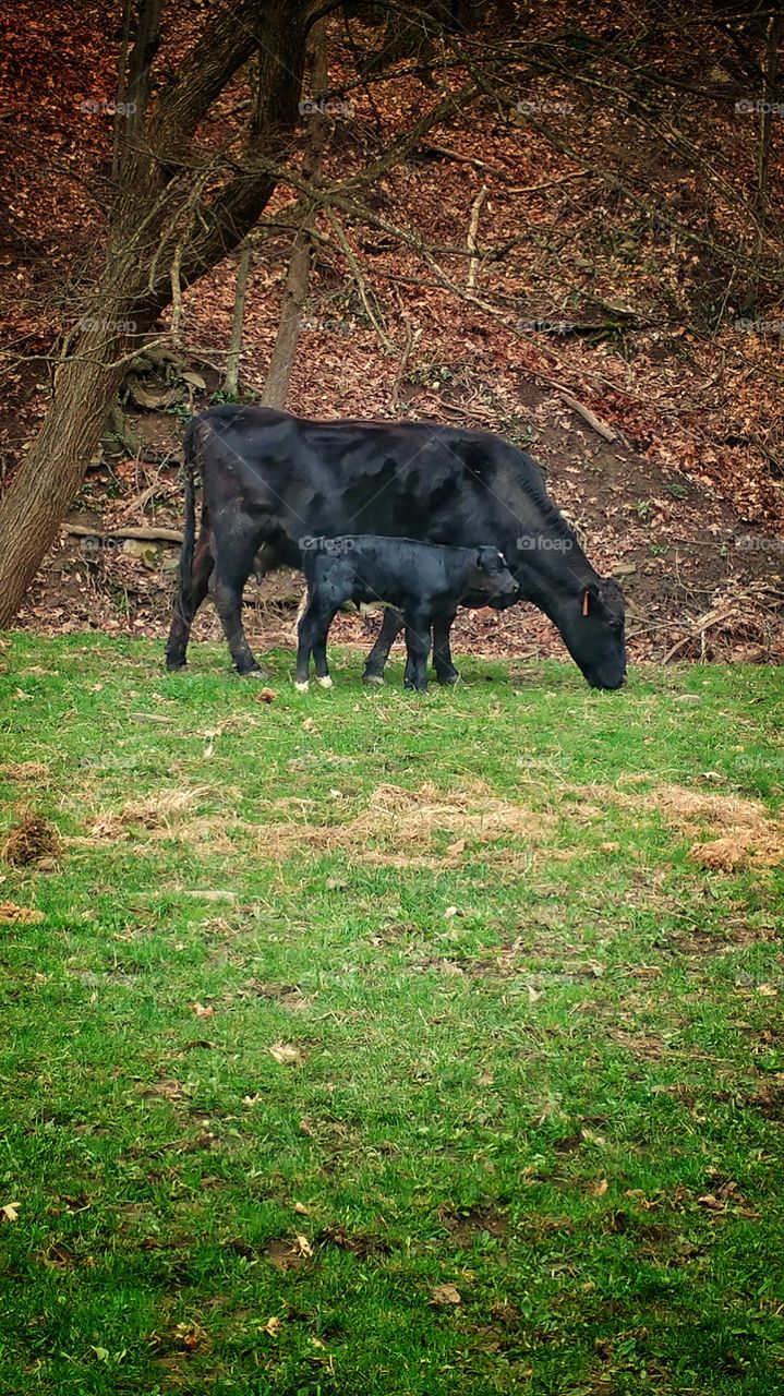 Spring Calves 2017