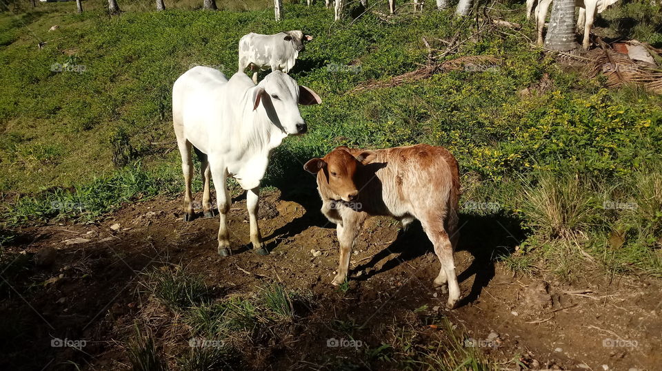 OX, COW, CALF, CATTLE, FLOCK, PASTURE, NATURE, UMWELT.