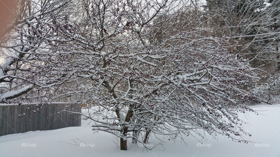 snowy tree